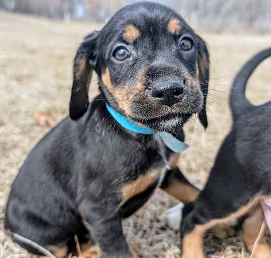 Photo of Sage