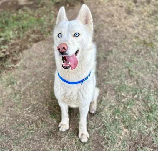 Photo of Dog