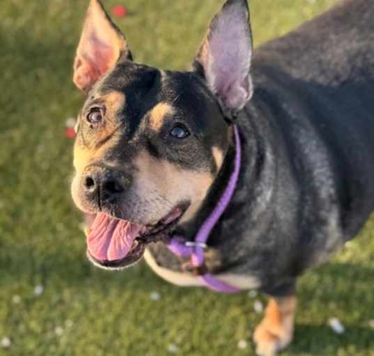 Photo of Daisy