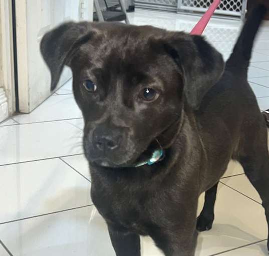 Photo of Charlie (temp name)