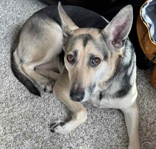 Photo of Scout