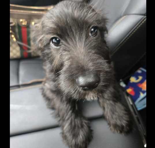 Photo of Maverick