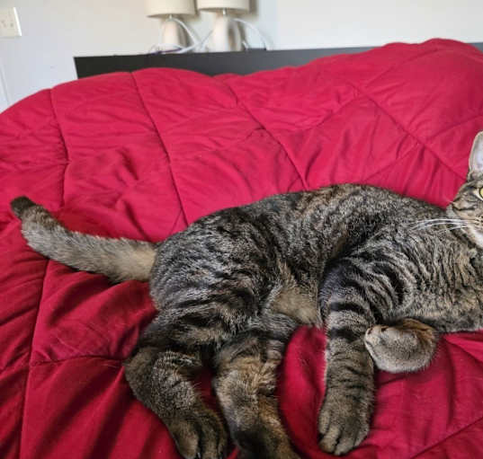 Photo of Georgie
