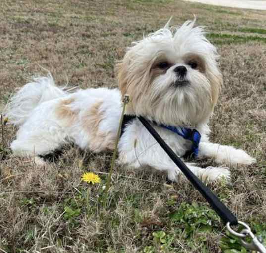 Photo of Gizmo