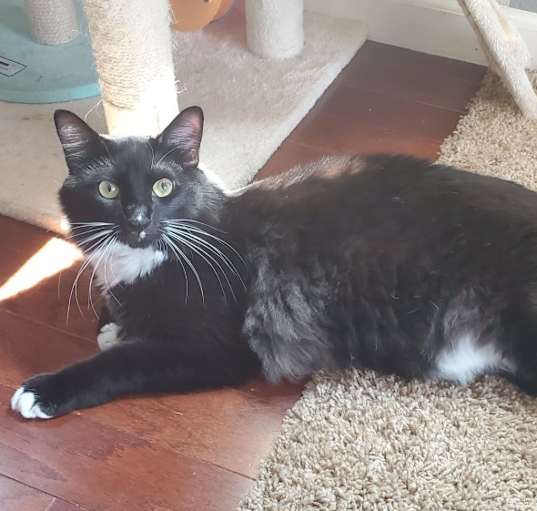 Photo of Figaro
