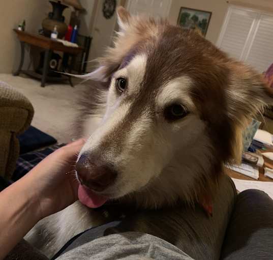 Photo of Honey