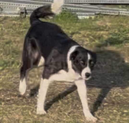 Photo of Oreo