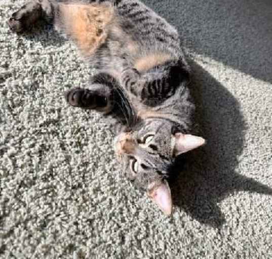 Photo of Beans