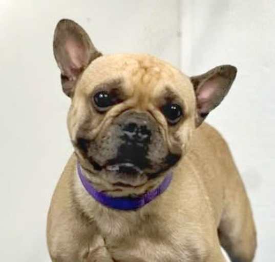 Photo of Bentley - Adopt Me!