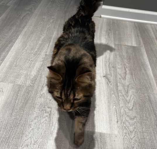 Photo of Oliver