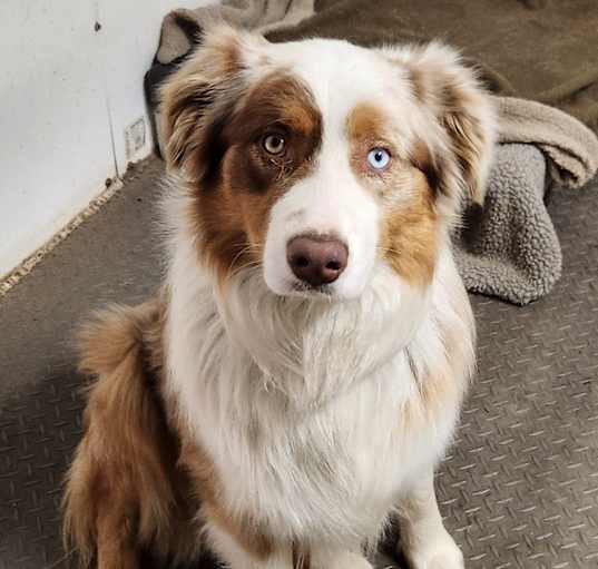 Photo of Arlo