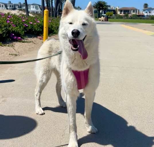 Photo of Rue
