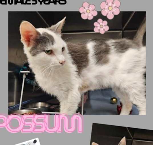 Photo of Possum