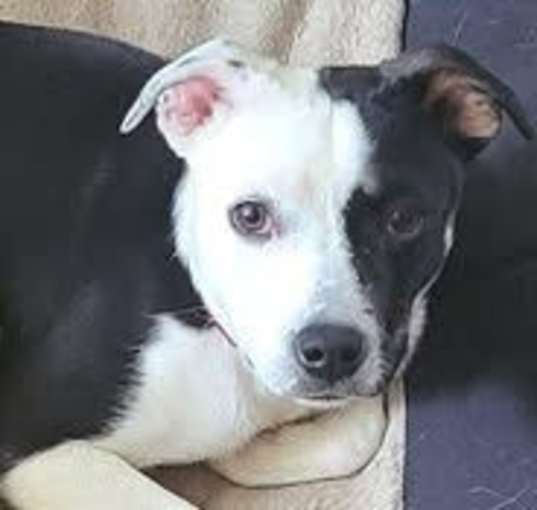 Photo of Dot
