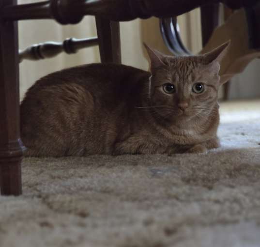 Photo of Peaches