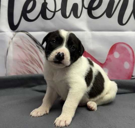 Photo of Pepino