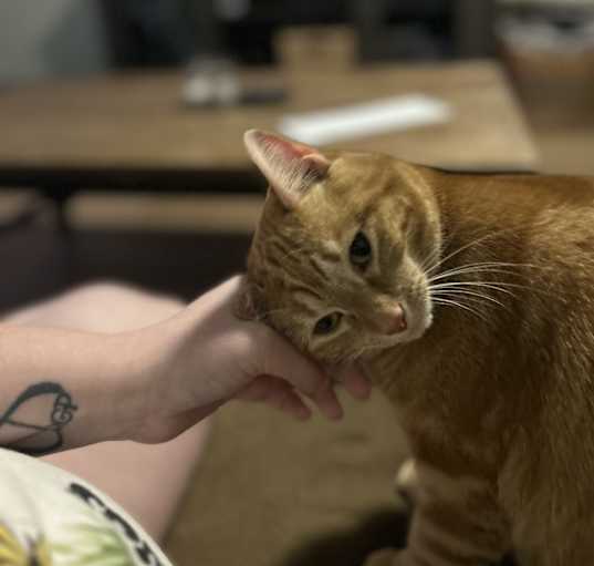 Photo of Tiger lilly