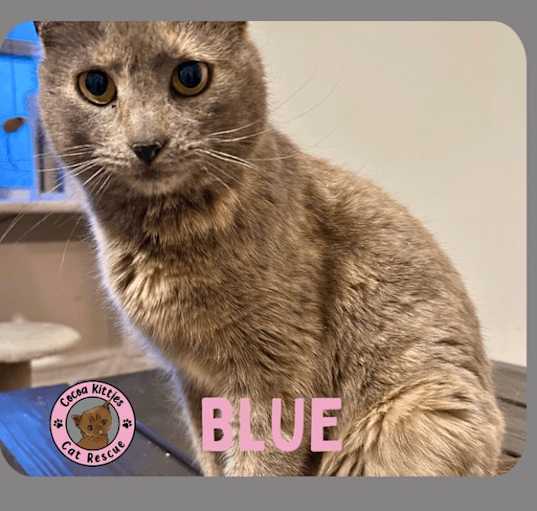 Photo of Blue