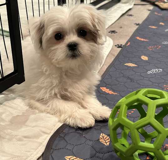 Photo of Babe