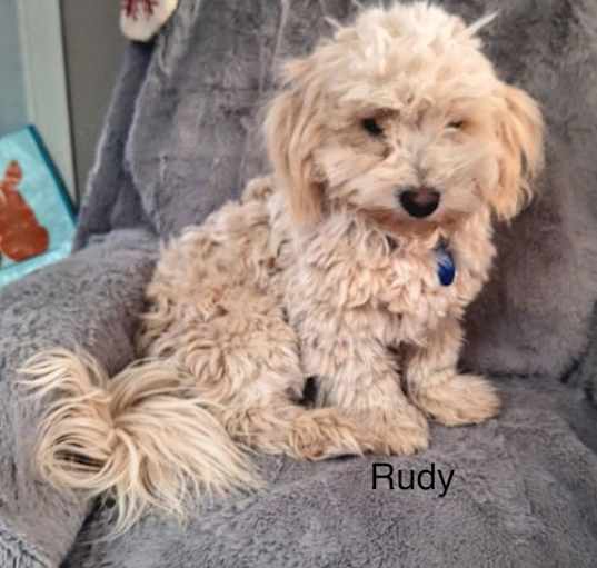 Photo of Rudy