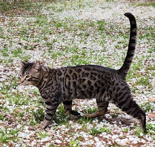 Photo of Luna