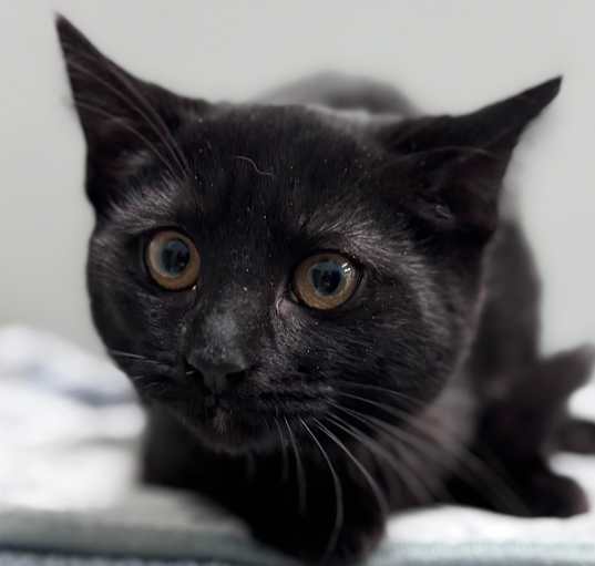 Photo of Salem - purple