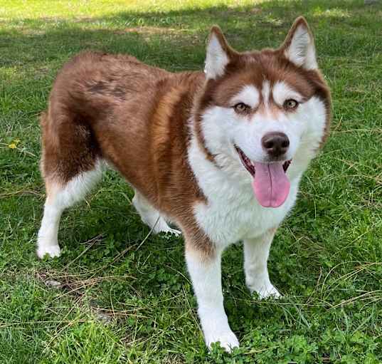 Photo of Canela A2158321