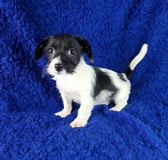 Photo of Oreo(5lbs)