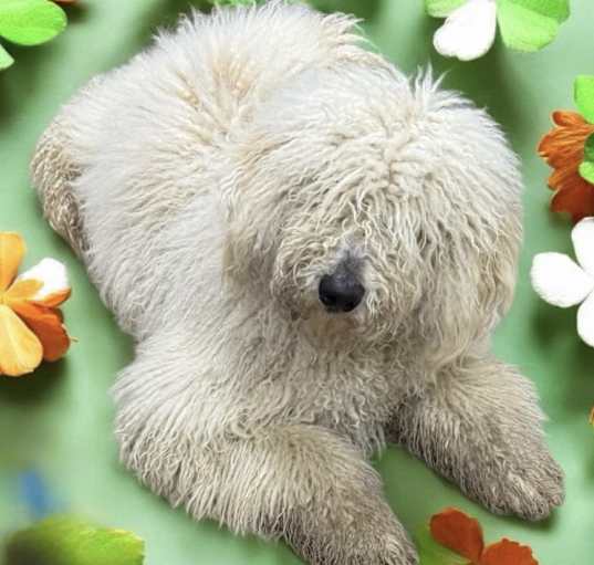 Photo of Hagrid