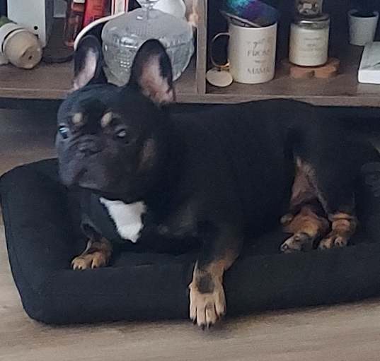 Photo of Jax