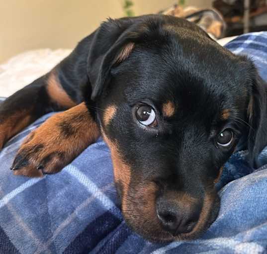 Photo of roxy