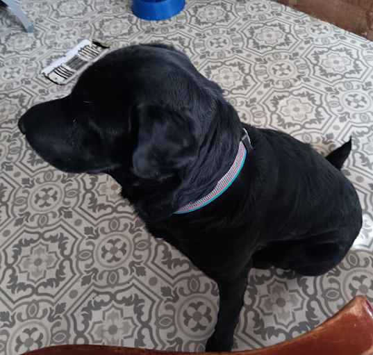 Photo of Hunter