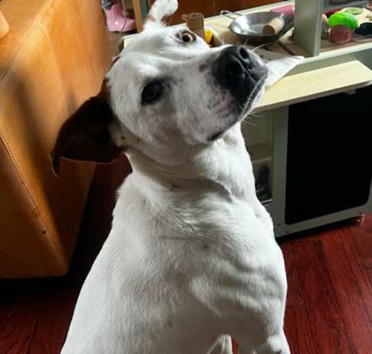 Photo of Piston. foster or adopter needed