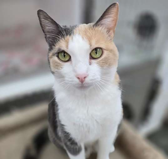Photo of Rose
