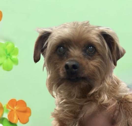 Photo of Peanut