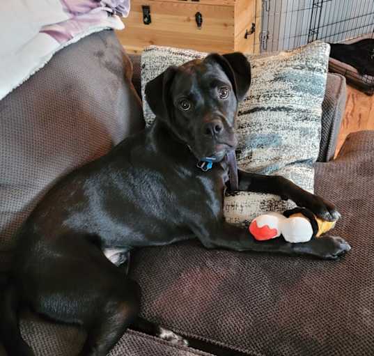 Photo of Bodhi