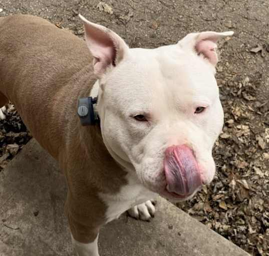 Photo of Ace