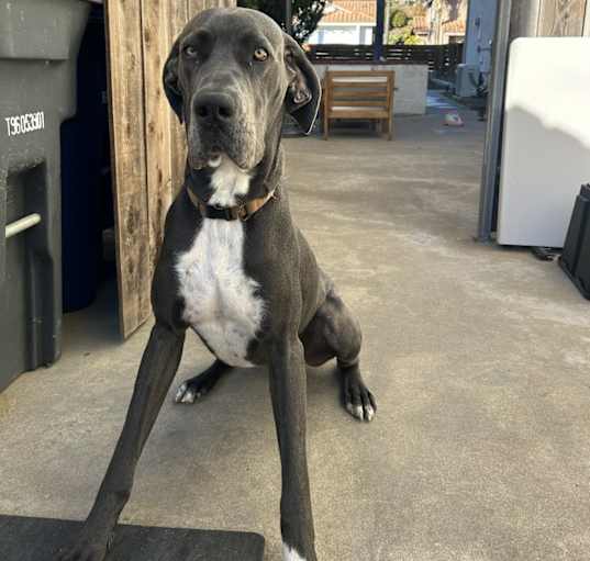 Photo of Blu