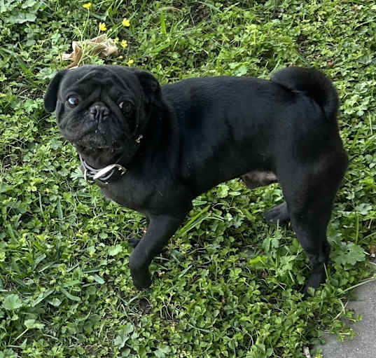 Photo of Kumo
