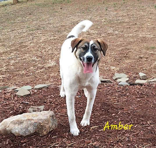 Photo of Amber (Rehoming Fee $200)