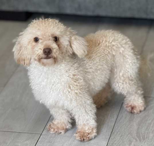 Photo of Sugar