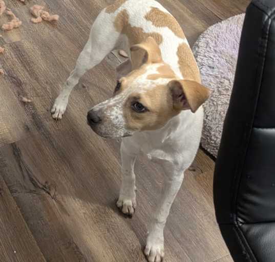 Photo of Scout