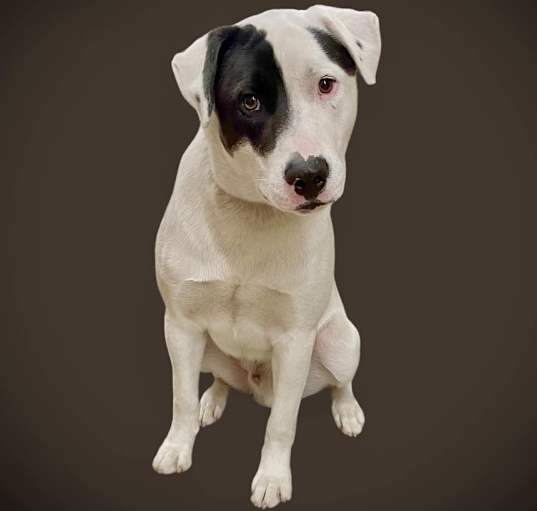 Photo of BUD
