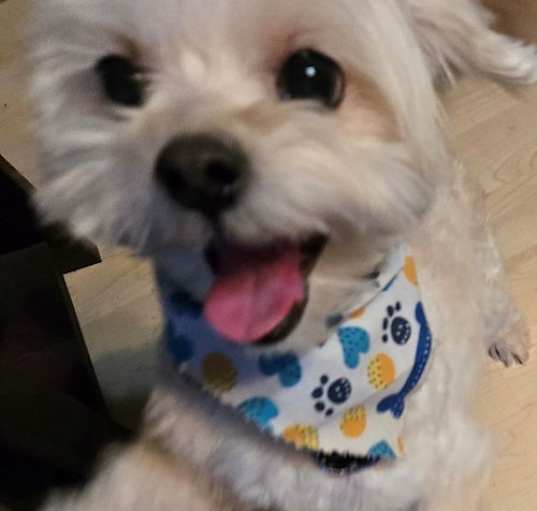 Photo of Bully