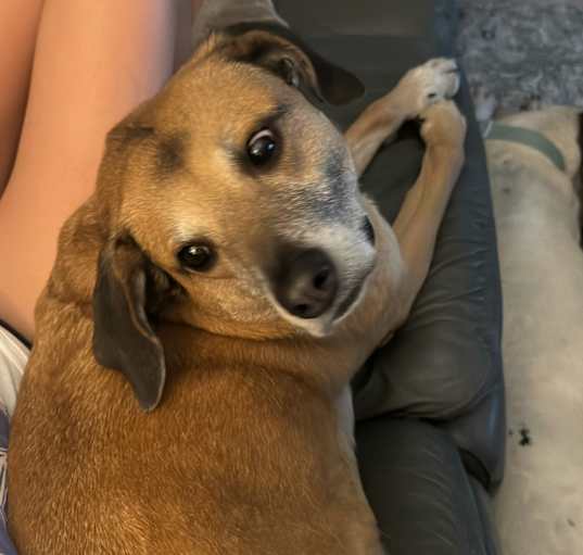 Photo of Honey Bear