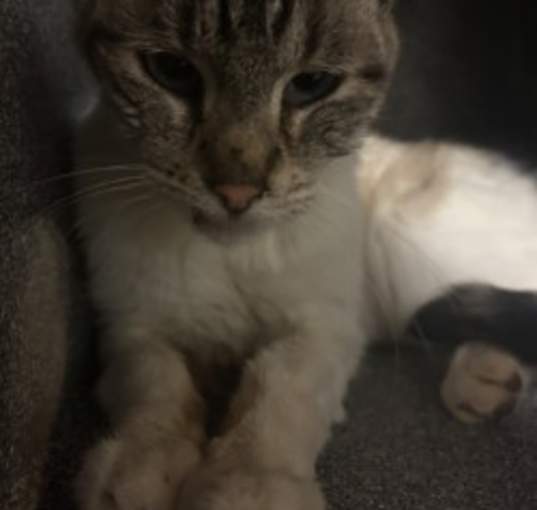 Photo of Luna