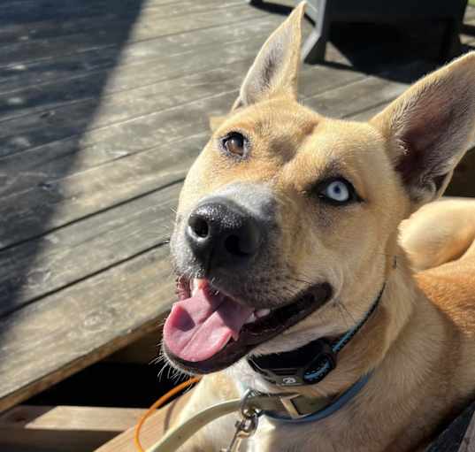 Photo of Whiskey