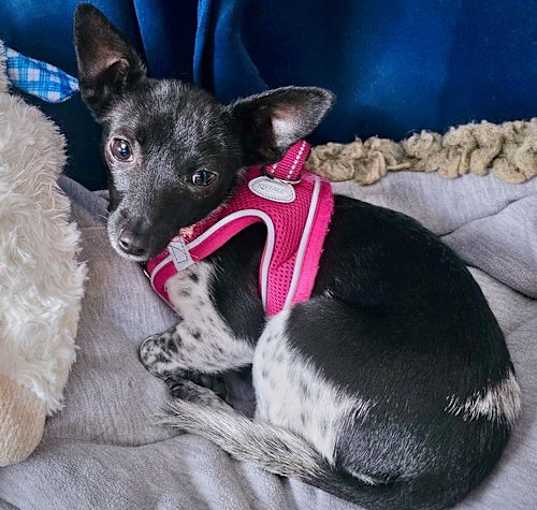 Photo of Pixie (WA)