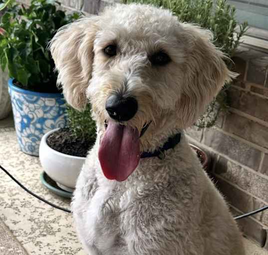 Photo of Charlee