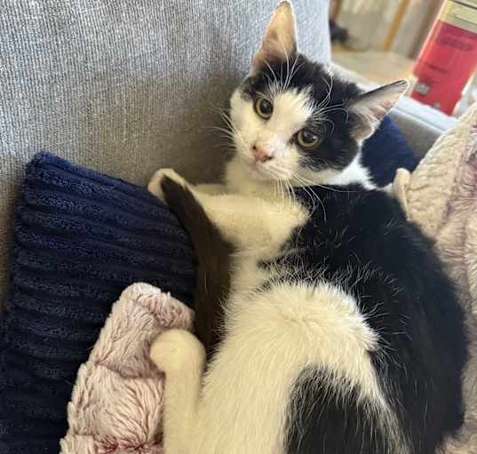Photo of Oreo